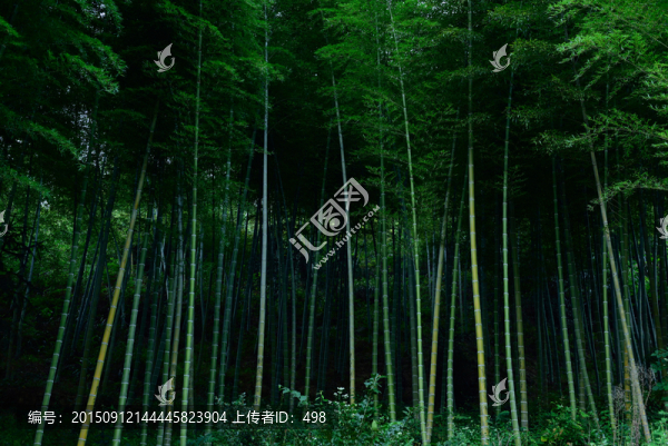 竹林