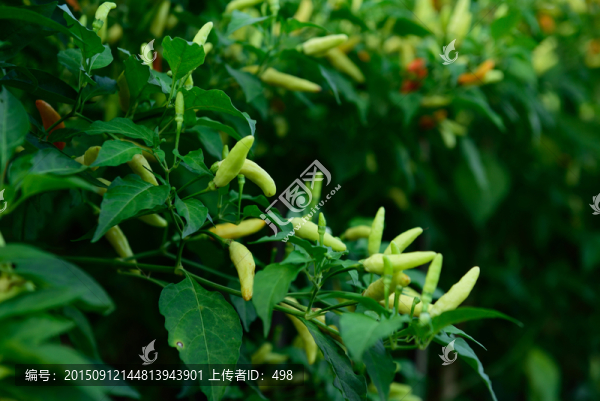 辣椒