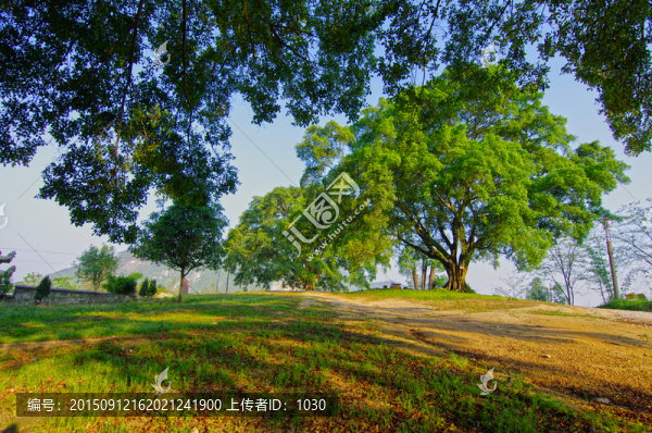 大樹,榕樹
