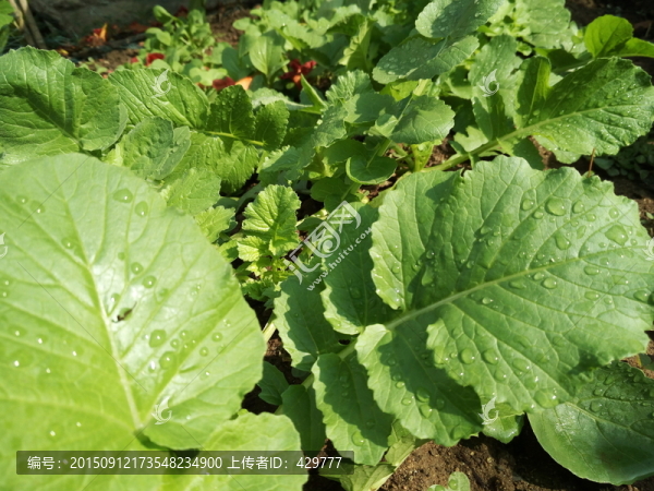 菜地,菜園,青菜