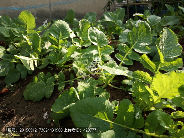 菜地,菜園,青菜