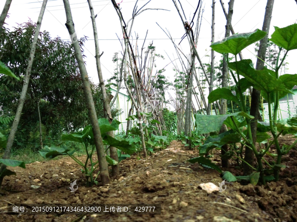 黃瓜架,菜園