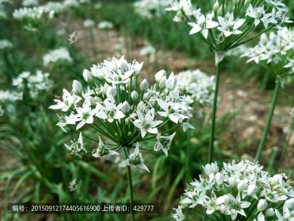 韭菜花,韭菜,白色花