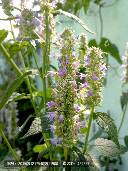 野花,小白花