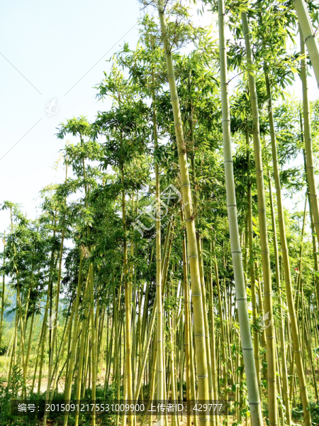 竹子,竹林,翠竹