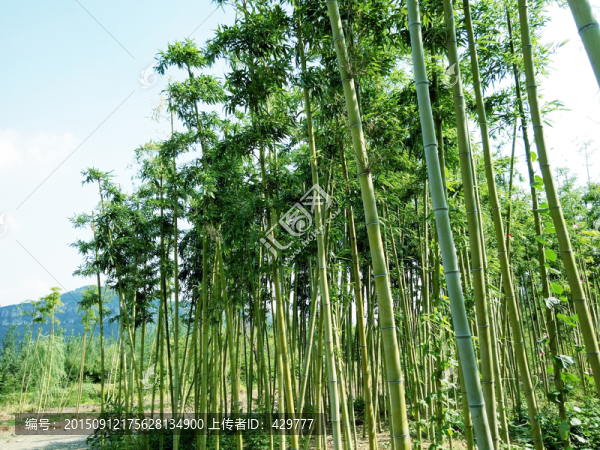 竹子,竹林,翠竹