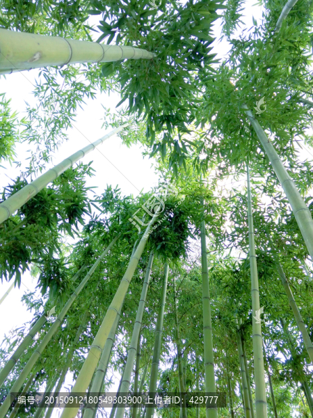 竹子,竹林,翠竹