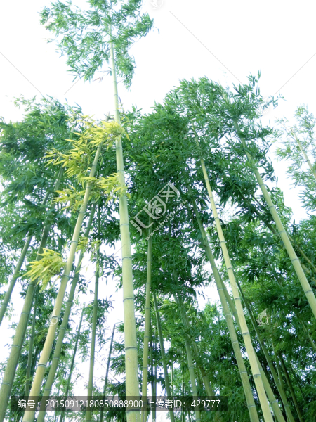 竹子,竹林,翠竹