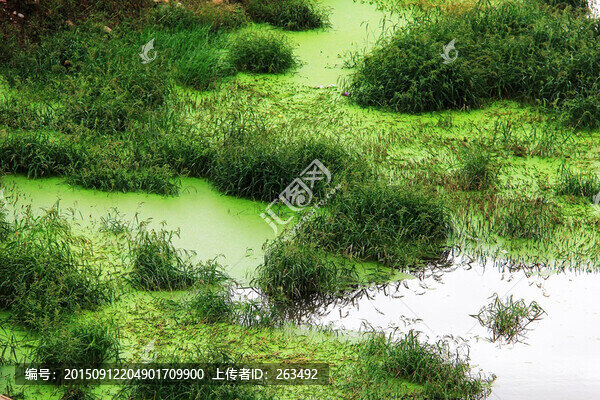 水塘浮漂草