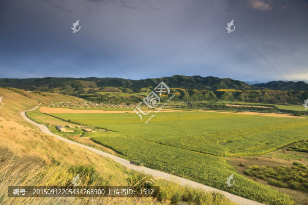 田野