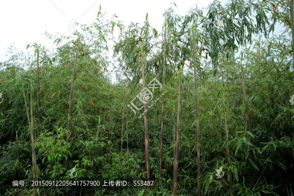 竹林,筍子,小竹筍,水竹,春天