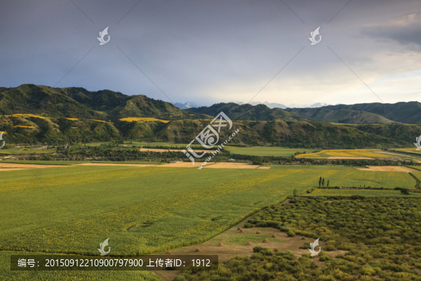 田野