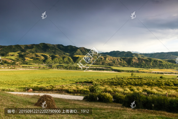 田野