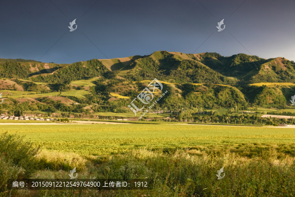 田野
