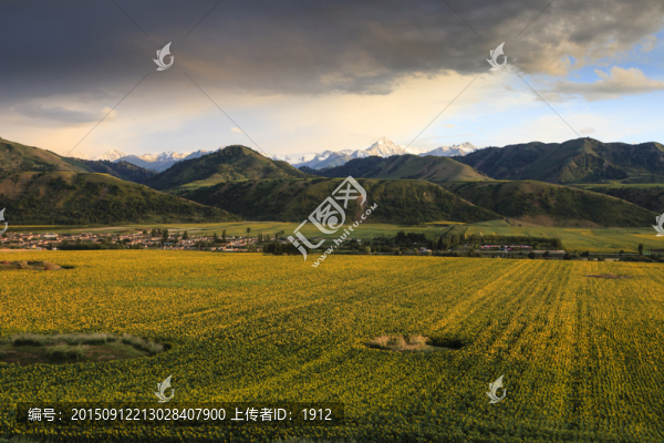 田野