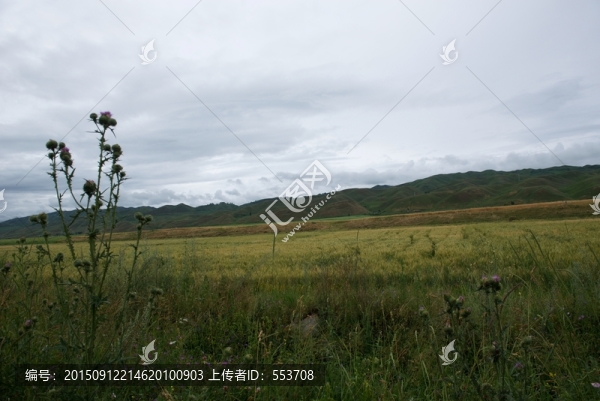 高山田野