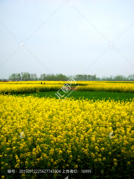 油菜花