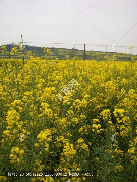 漢中油菜花