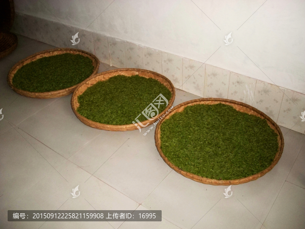 子午綠茶