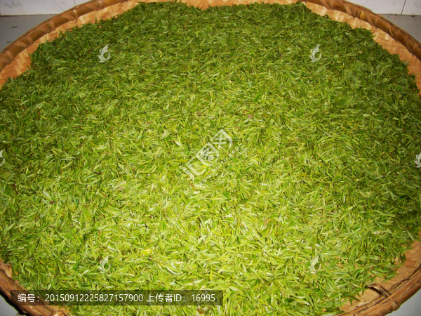 子午綠茶