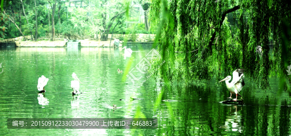 鵜鶘,展翅,動物園