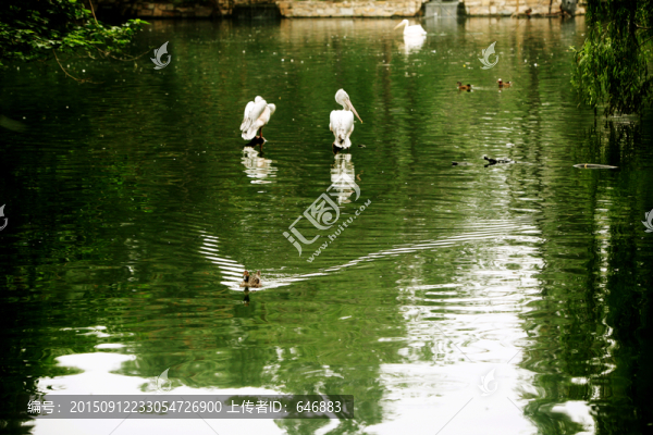 鵜鶘,背影,動(dòng)物園