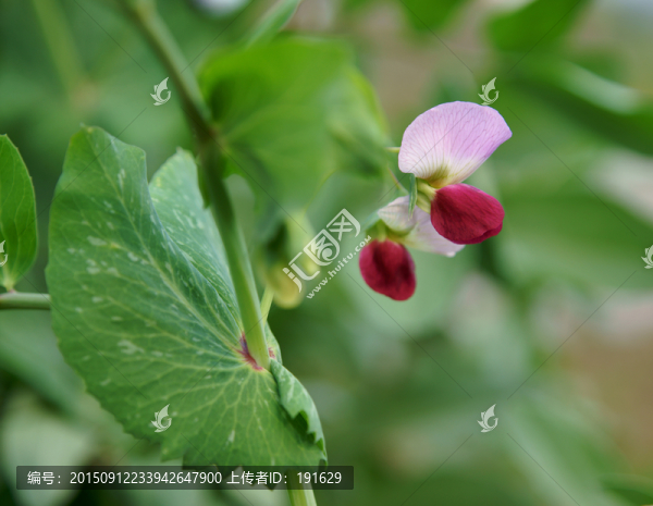 豌豆花