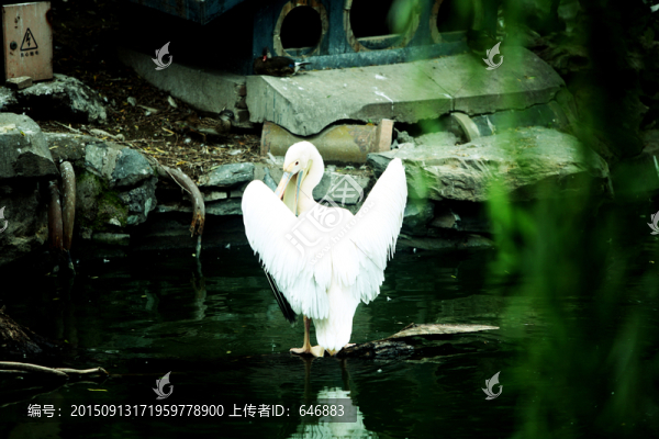 鵜鶘,北京動物園,鳥