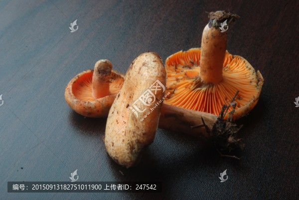 松樹菇