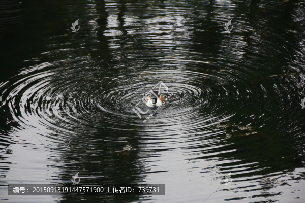 戲水