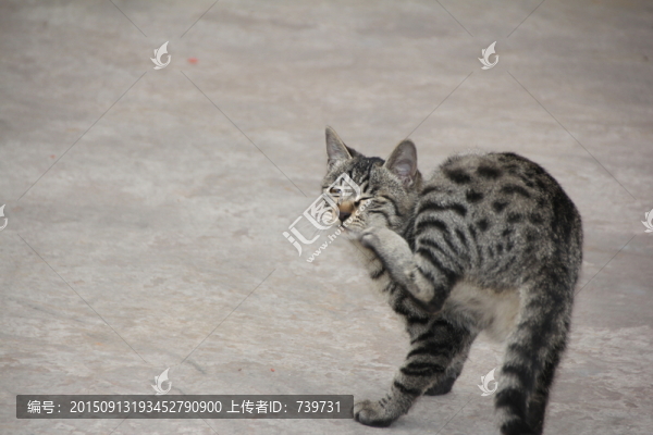 貓趣