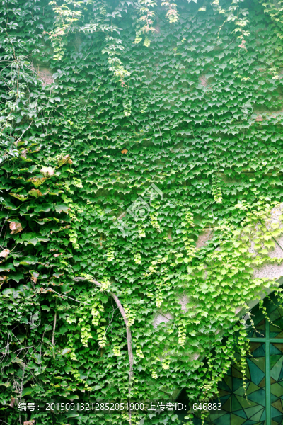 爬墻虎,綠油油