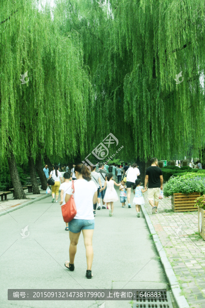 游園,垂楊柳,行人