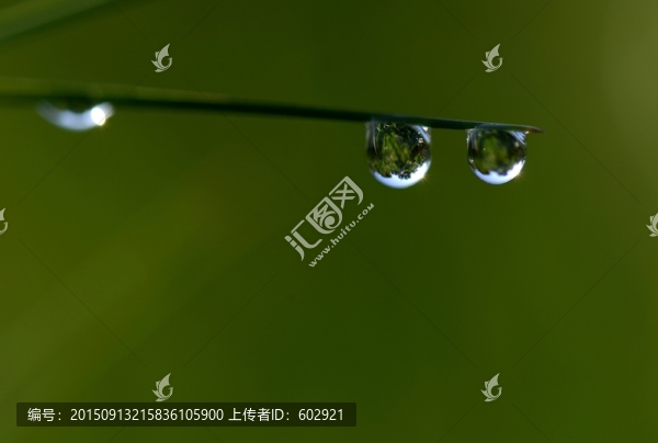 露珠