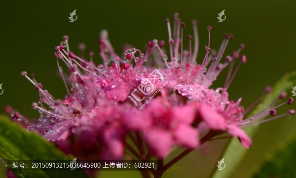 帶露的花