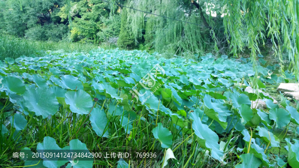 高清荷葉