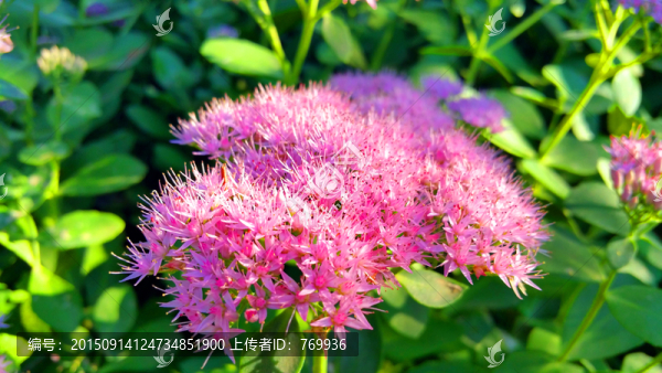紅花綠葉