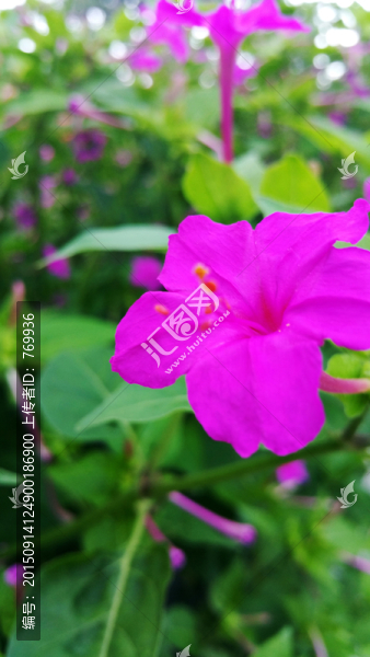 喇叭花瓣