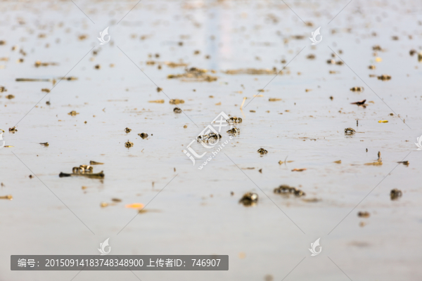 退潮后的海灘