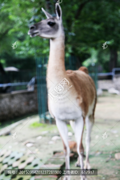 羊駝,動物園