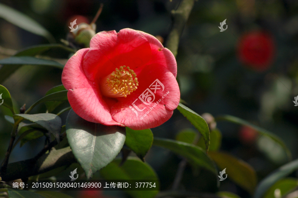 山茶花