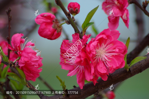 桃花