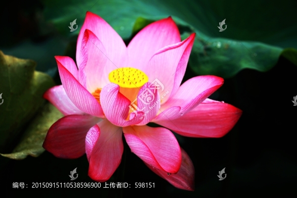 荷花