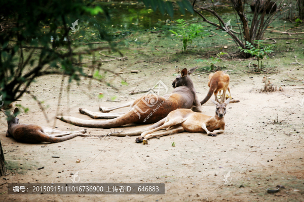 袋鼠,澳大利亞,北京動(dòng)物園