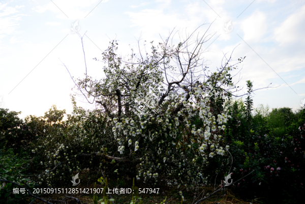 蘋果樹,蘋果園