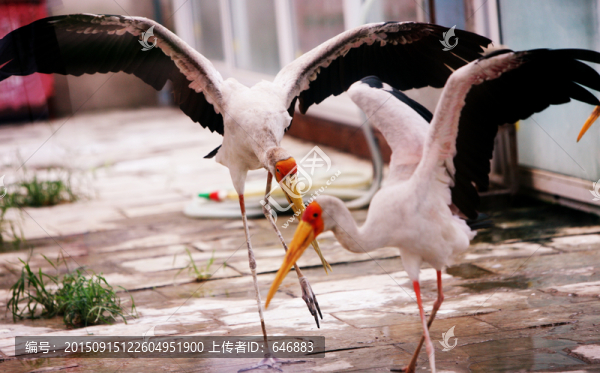 黃嘴鹮鸛,北京動物園,鳥