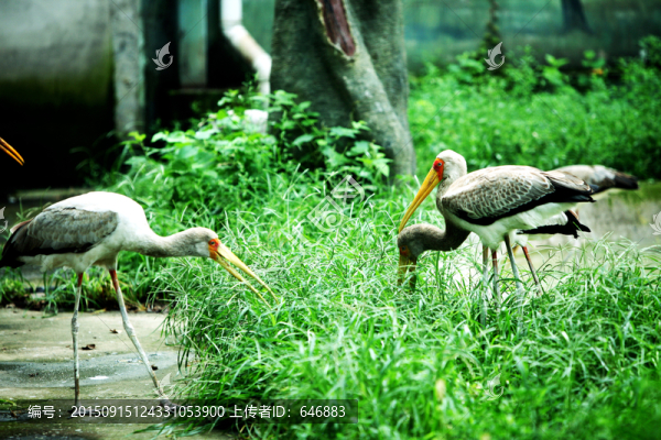 黃嘴鹮鸛,北京動物園,鳥類