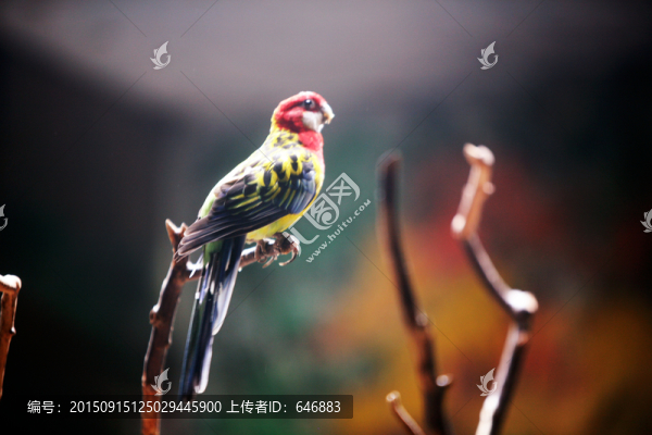 鸚鵡,北京動物園,鳥類