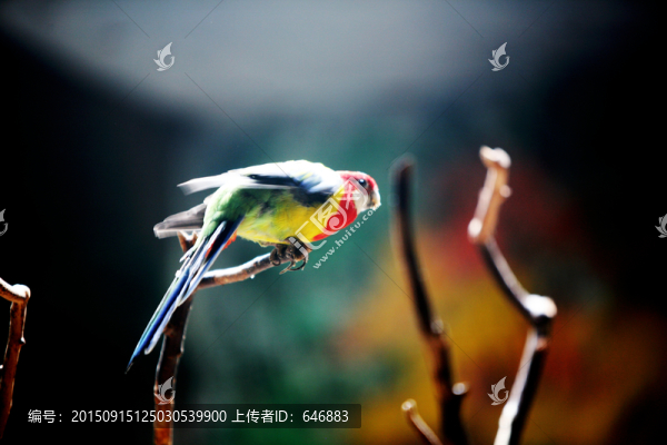 鸚鵡,北京動物園,鳥類