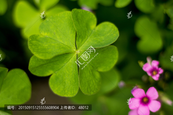四葉草